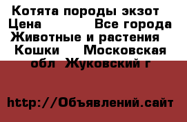 Котята породы экзот › Цена ­ 7 000 - Все города Животные и растения » Кошки   . Московская обл.,Жуковский г.